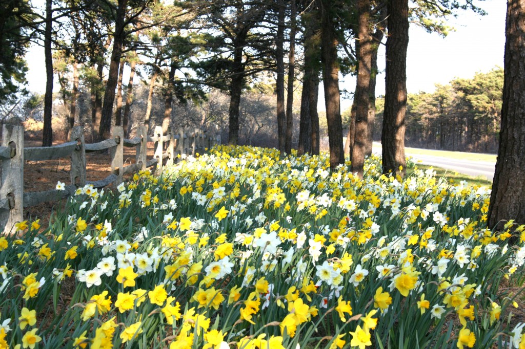 Daffodils Planted Along Milestone Road by Palliative & Supportive Care of Nantucket