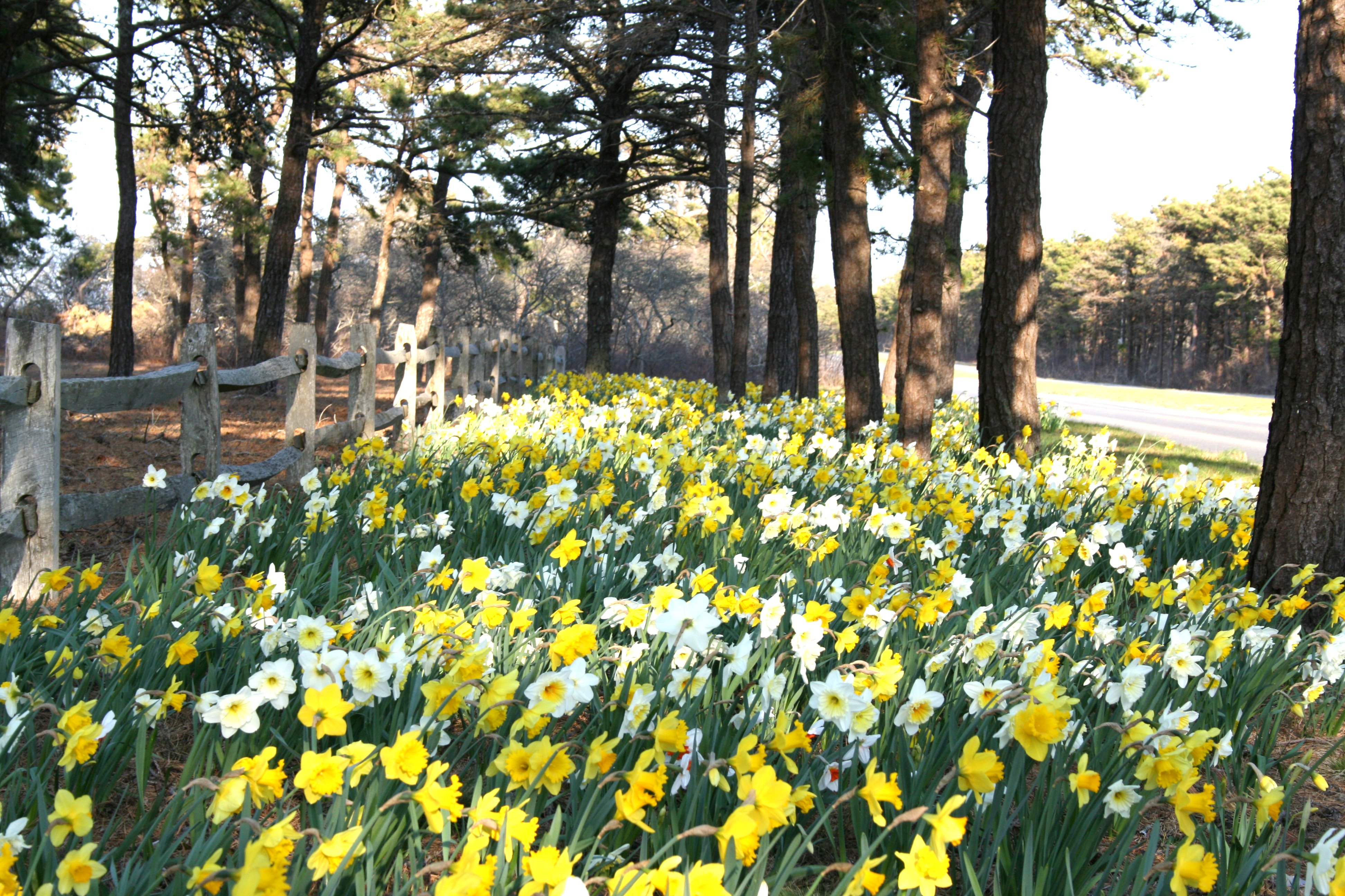 Nantucket Daffys are Multiplying Along the Daffodil Weekend Parade